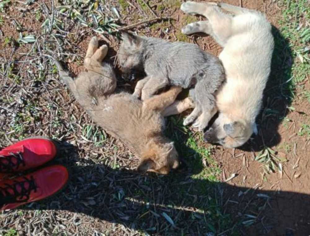 Antalya’da 12 sokak köpeği zehirlenerek öldürüldü iddiası
