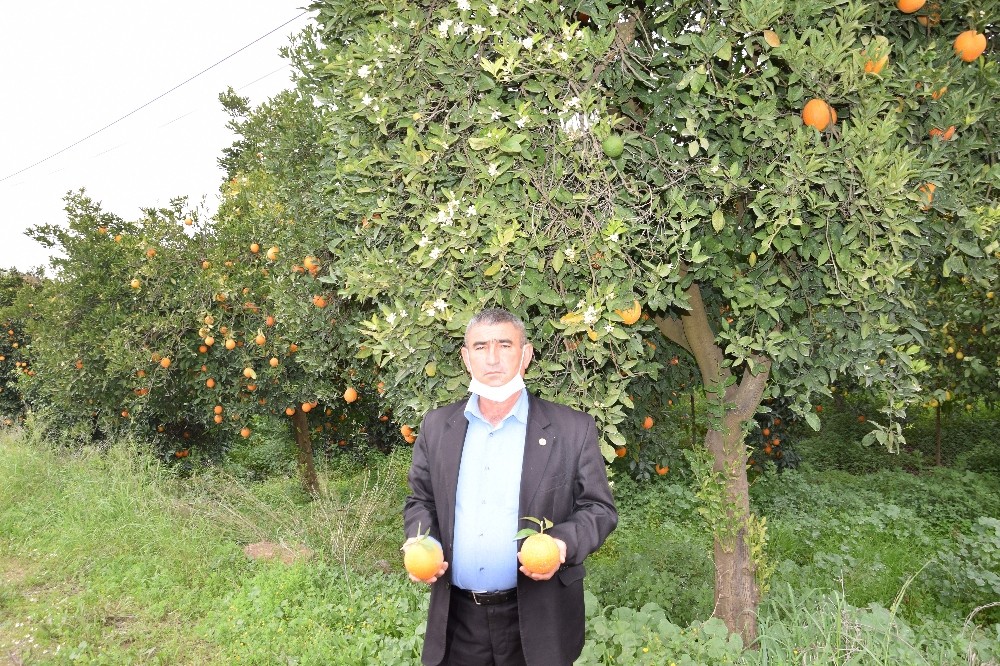 Kumluca’da kış ortasında meyve veren ağaçlar vatandaşı şaşırttı
