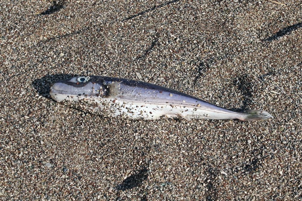 Ölü balon balıkları fırtına sonrası sahile vurdu