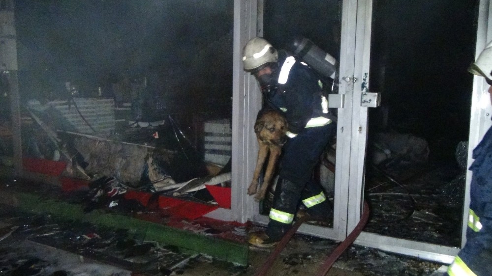 Sahibini kurtarmak için yanan işyerine giren köpek sahibiyle buluştu