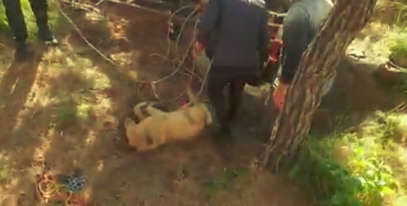 10 metrelik kuyuya düşen köpeği itfaiye ekipleri kurtardı