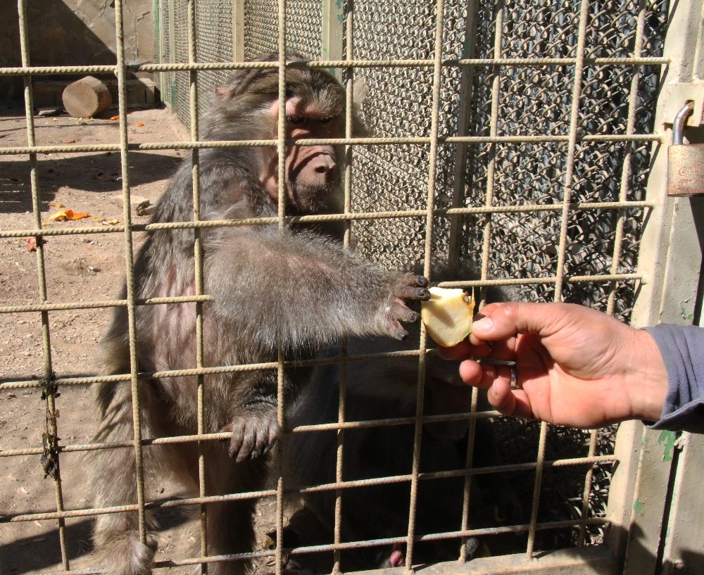 Antalya Hayvanat Bahçesi  kapılarını ziyarete açıyor