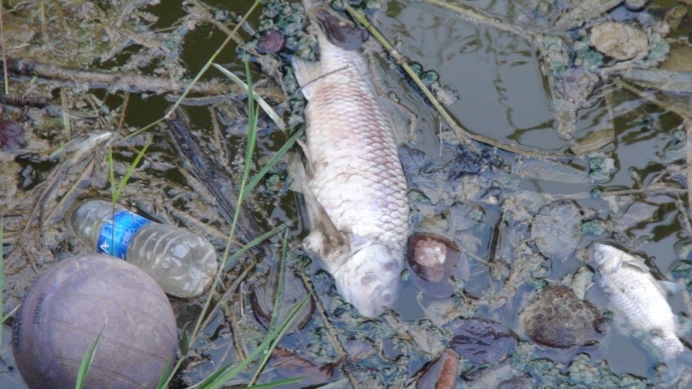 Sulama kanalında balık ölümleri endişelendiriyor