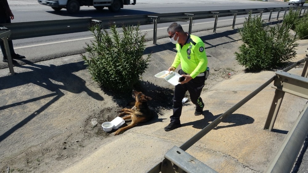 Manavgat’ta yaralı köpeğe trafik polisi şefkati