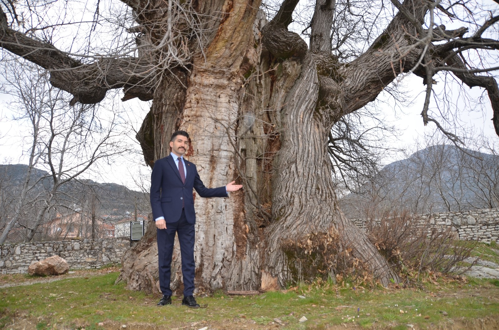 Bin 100 yıllık tescilli kestane ağacı tarihe tanıklık ediyor