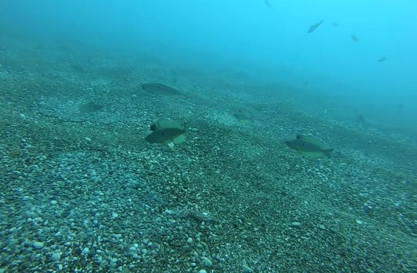Zehirli deniz çıyanının izmarit balıklarının yumurtalarına saldırması su altı kamerasında