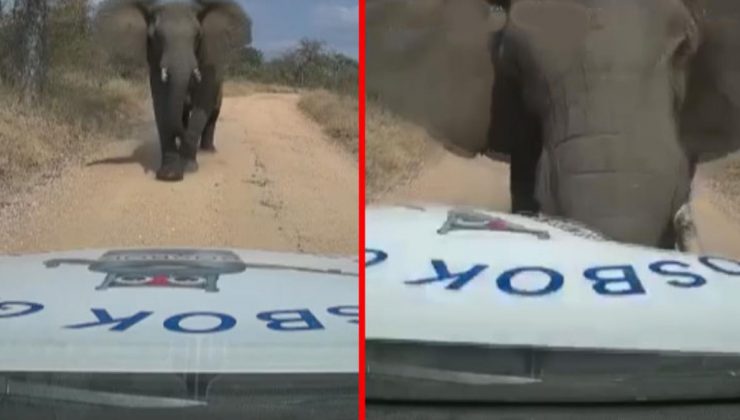 Güney Afrika’da vahşi fil arabayı böyle parçaladı