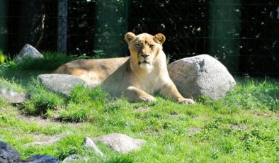 Hayvanat bahçesine de sıçradı! Koronaya yakalanan aslan ailesinden 1 dişi aslan öldü