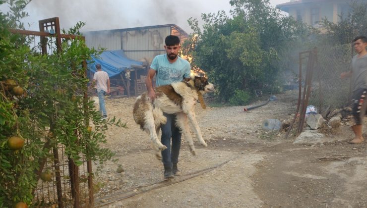 Vatandaşlar ve ekipler mahallelerde mahsur kalan hayvanları kurtarmak için seferber oldu