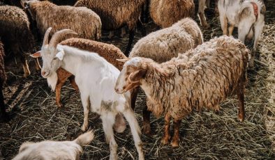 Alanya’da çoban keçilerini otlatırken düştü