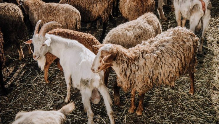 Alanya’da çoban keçilerini otlatırken düştü