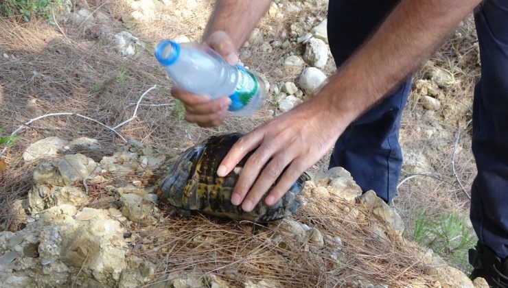 Jandarma, kaplumbağayı yanmaktan kurtardı