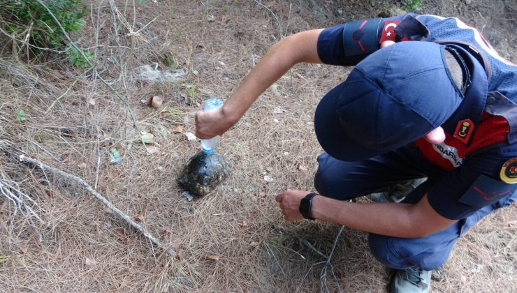 Jandarma, kaplumbağayı yanmaktan kurtardı