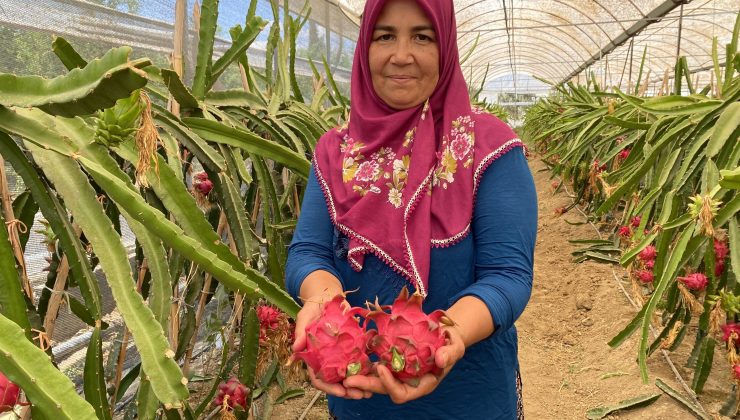 Girişimci ev hanımı iki yılda ürettiği ejder meyvesi ile yurt dışına açıldı I VİDEO HABER