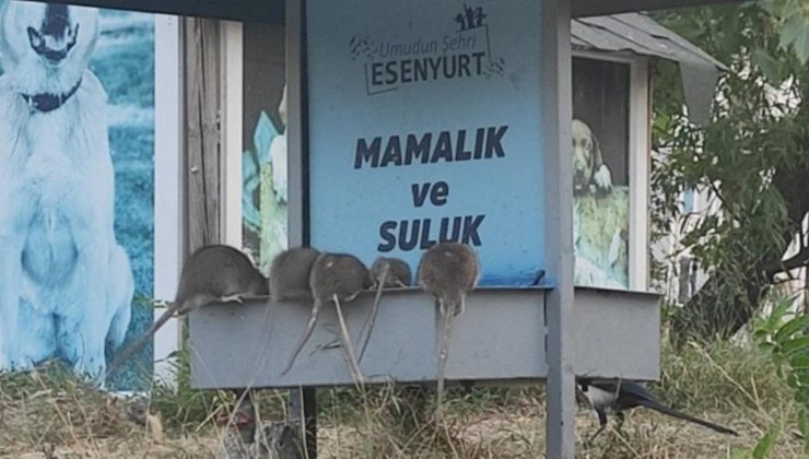 İstanbul’un göbeğinde endişe yaratan görüntü! Dev fareler mama ve su kaplarına akın etti