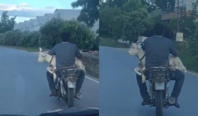 Keçinin motosiklet yolculuğu gülümsetti I VİDEO HABER