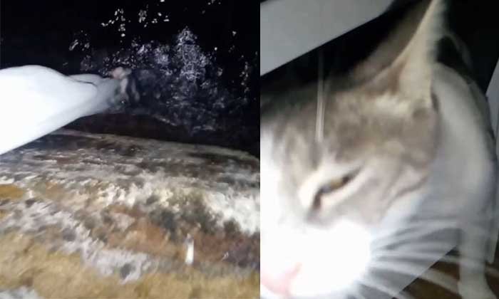 Denize düşen yavru kedi, bez parçasıyla hayata tutundu I VİDEO HABER
