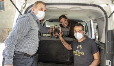 Aracın çarptığı sokak köpeği Alanya Belediyesi’nce yapılan tedavinin ardından sahiplendirildi