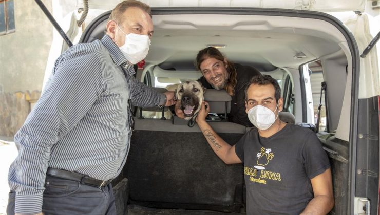 Aracın çarptığı sokak köpeği Alanya Belediyesi’nce yapılan tedavinin ardından sahiplendirildi