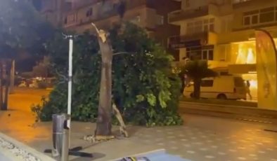Gövdesi çürüyen ağaç kaldırıma devrildi, bir vatandaş saniyelerle altında kalmaktan kurtuldu