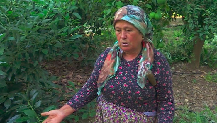 Alanya’da avokado bahçelerine dadanan hırsızlar üreticiyi bezdirdi