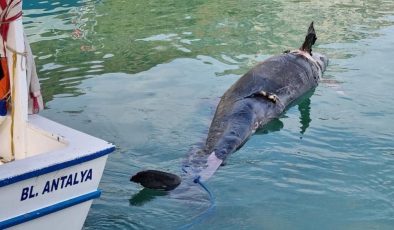 Kıyıya yalancı katil balina ölüsü vurdu I VİDEO HABER