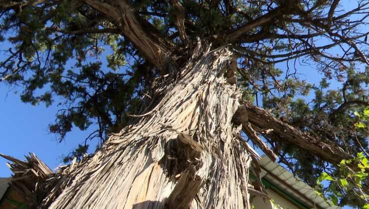 5 asırlık anıt ardıç ağacı tescillendi