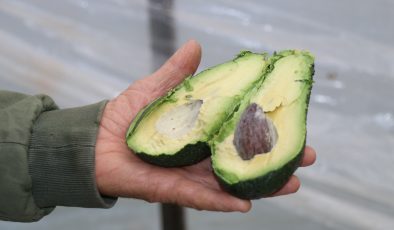 Korona virüs avokado üretimini arttırdı, üretici talebe yetişemiyor