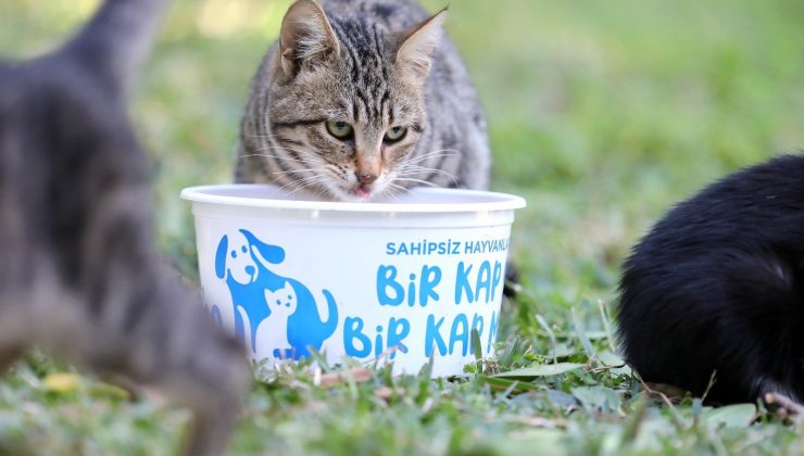 Antalya BŞB’den sokak hayvanlarına mama desteği