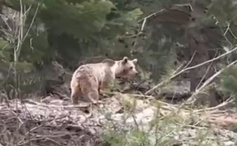 Ormanlık alanda karşılarına çıkan ayıyla neye uğradıklarını şaşırdılar