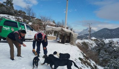 Jandarma, soğuk kış günlerinde sokak hayvanlarını unutmadı