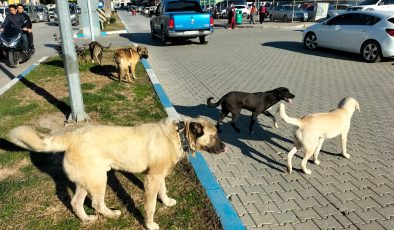 Gazipaşa’da belediyeye sokak köpeği tepkisi