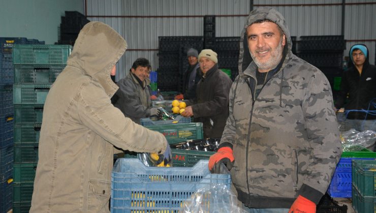 Romanya, Makedonya, Ukrayna’ya ayva ve karyağdı armudu ihracatı