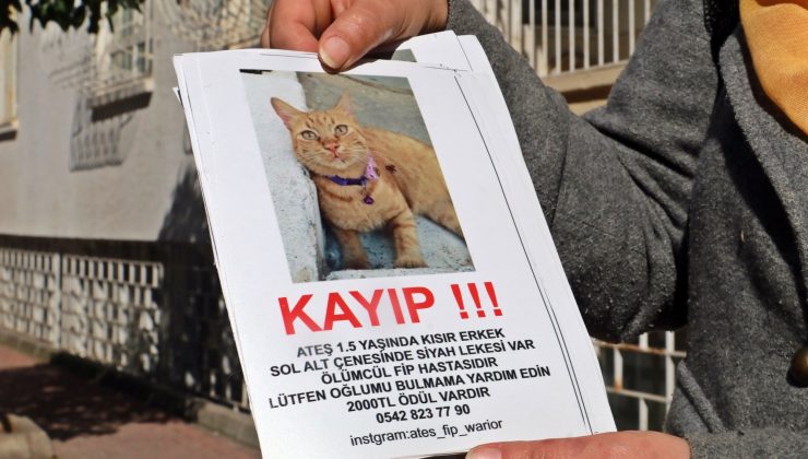 Sokak sokak geziyor, ölümcül hastalığa yakalanan kedisini arıyor