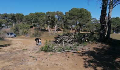 Tehlike oluşturan çam ağaçlarını canlı yayında gösterirken ağaç yıkıldı