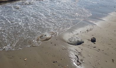 Alanya’da ağırlığı 2 ile 5 kilogram arasındaki deniz anaları sahile vurdu