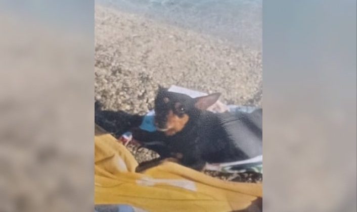 Alanya’da kaybolan sevimli köpekten güzel haber geldi