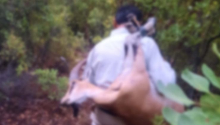 Kaçak yaban keçisi avına 420 bin TL ceza
