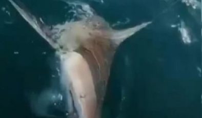 Balıkçıların dev köpek balığı şaşkınlığı