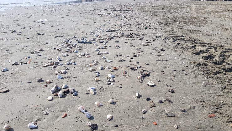 Alanya’da binlerce canlı salyangoz kıyıya vurdu