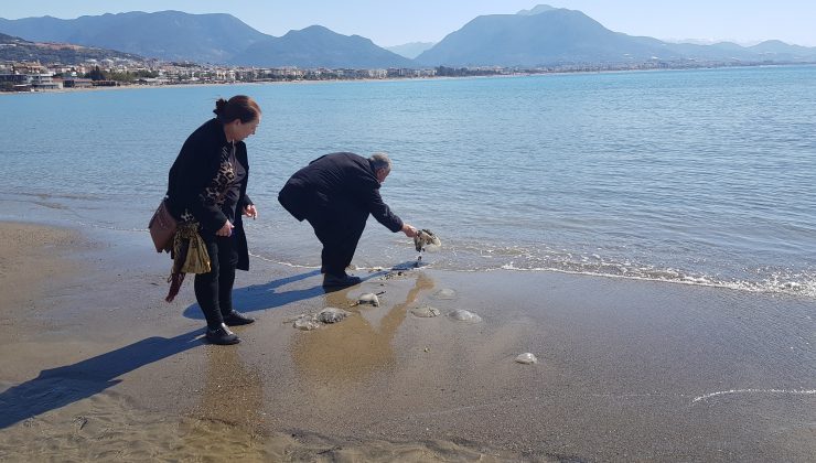 Alanya’da sahile vuran deniz analarını kurtarma mücadelesi