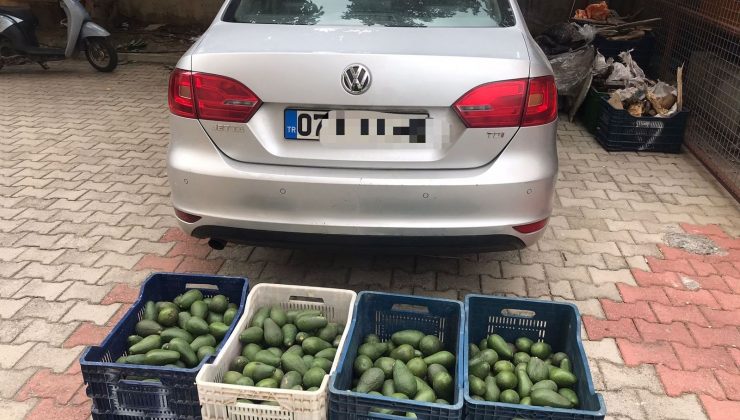 Alanya’da 4 kasa avokado çalan hırsız yakalandı