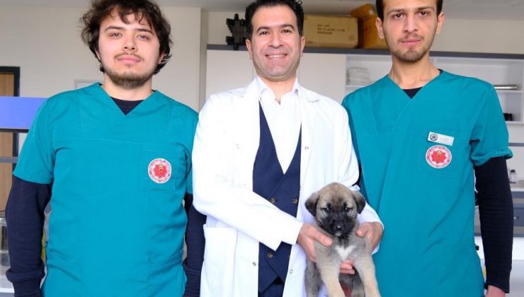 Alanya’daki köpeği Sivas’tan tedavi ettiler