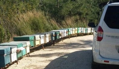Alanya’da hırsızlar bu kez de arı kovanlarına dadandı