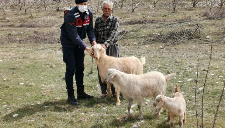 Ahırdan kaybolan keçi ve koyunlar jandarma tarafından bulundu