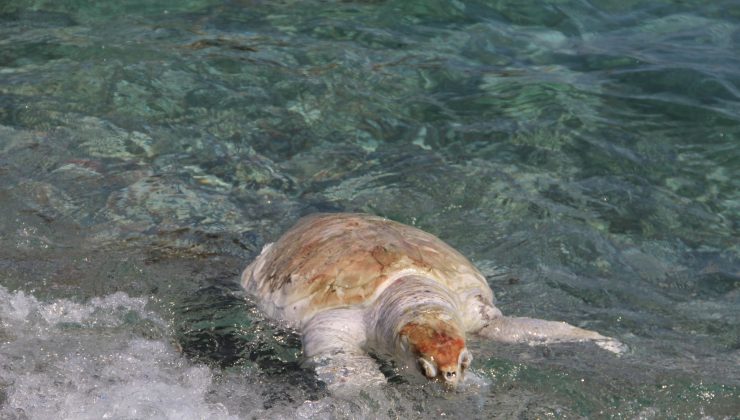 Dünyaca ünlü sahile ölü caretta caretta vurdu