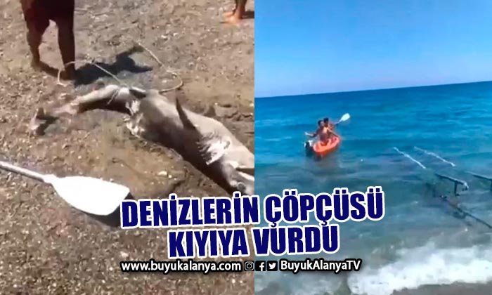 1,5 metrelik boz camgöz köpek balığı kıyıya vurdu