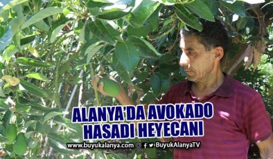 Türkiye’nin yüzde 70 avokado üretiminin yapıldığı Alanya’da hasat heyecanı