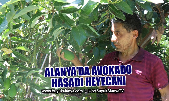 Türkiye’nin yüzde 70 avokado üretiminin yapıldığı Alanya’da hasat heyecanı
