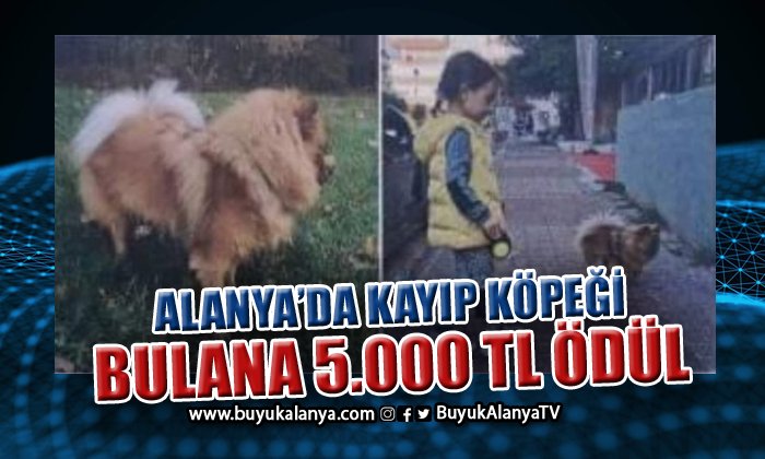 Alanya’da kayıp köpeği bulana 5 bin TL ödül
